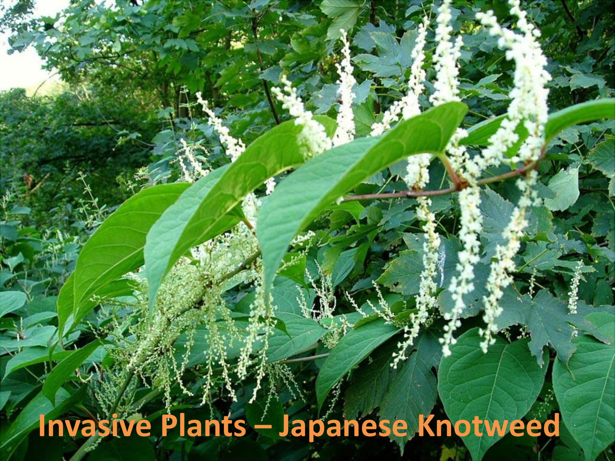 Hedges becoming ‘overrun’ with Japanese knotweed in areas