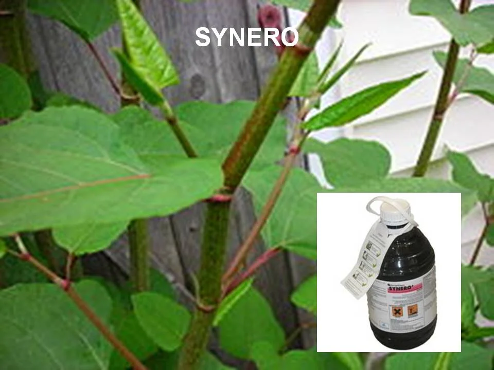 SYNERO